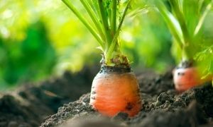 残暑の乗り切り方、変異を続ける感染症対策には○○！